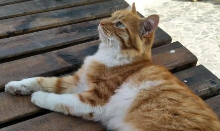黄白两色的猫是什么品种-图1