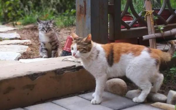 后院猫可以养好吗-图1