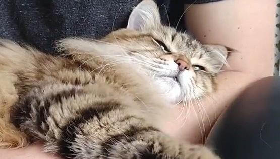 猫咪被打后趴在主人脚边-图1