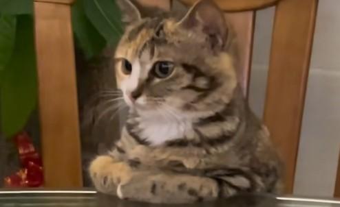 猫咪快饿死的表现-图1