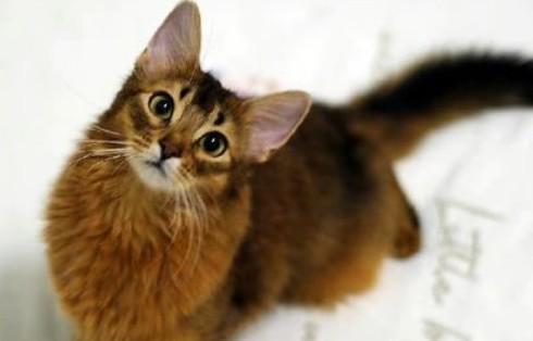 索马里猫为什么不能养-图1