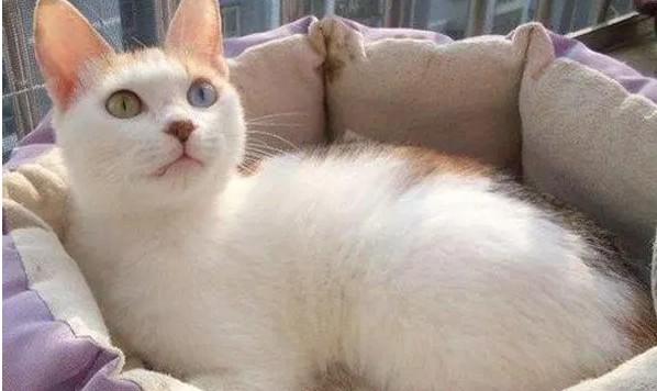 白色中华田园猫宠物猫和土猫的区别-图1