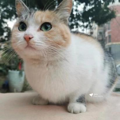 三花猫为什么是猫界美女-图1