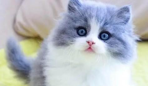 猫咪闹猫是什么意思-图1