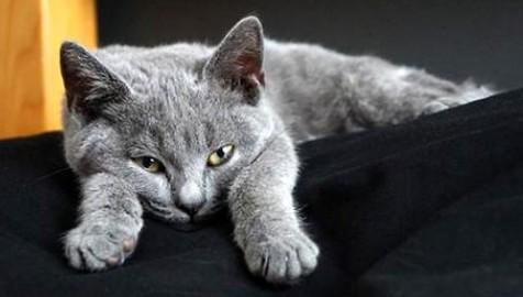 卡特尔猫的价格-图1
