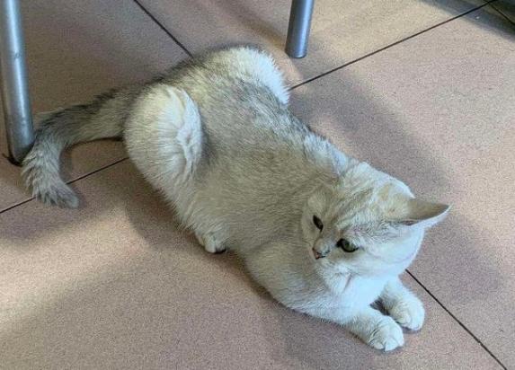 如何判断猫咪母鸡蹲是不舒服-图1