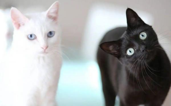 黑猫镇宅白猫招鬼-图1