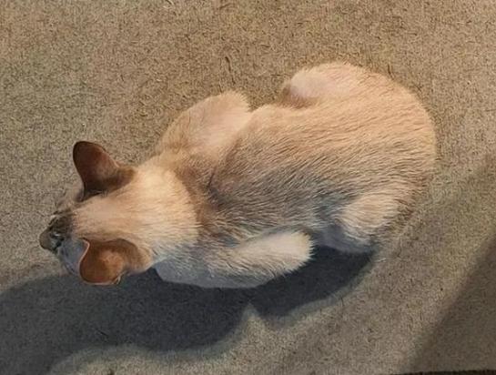 母鸡蹲猫咪是什么意思-图1