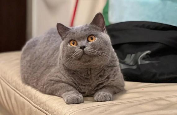 英短蓝猫发腮前后