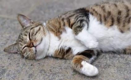 猫硬了还能活吗-图1
