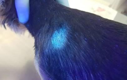 猫荧光绿毛但是没有癣