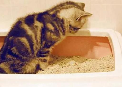 猫以前埋屎-图1