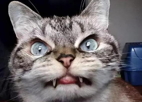 猫有狂犬病10天必死吗-图1