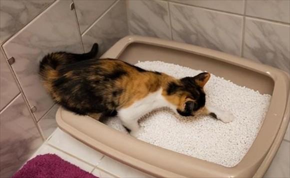 猫怎么才能自己大小便-图1