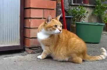 猫在家门口拉屎预兆-图1