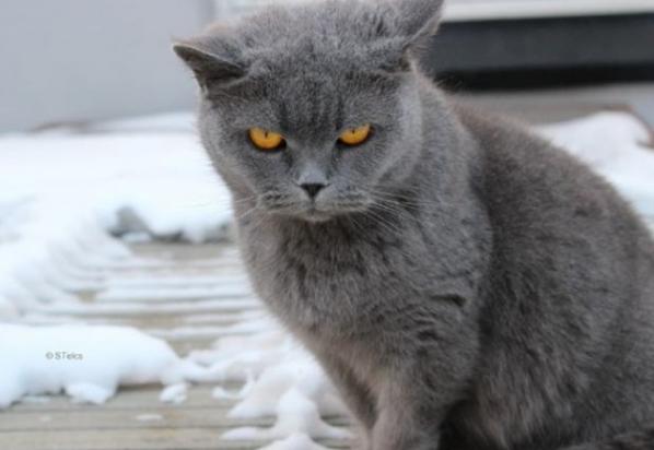 卡尔特猫价格多少钱一只-图1