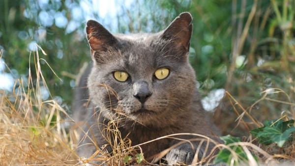 卡尔特猫会发腮吗-图1