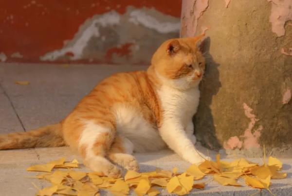 橘猫和咖啡猫的区别-图1