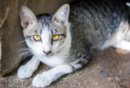 金色瞳孔的猫常见吗-图1