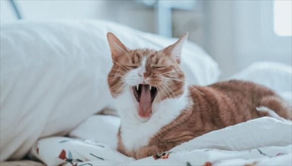 猫一直打喷嚏是怎么回事-图1