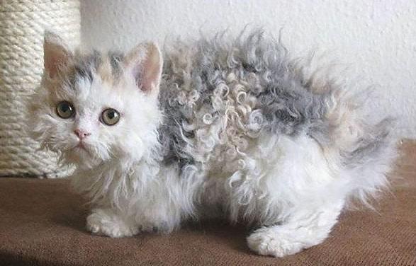 塞凯卷毛猫优缺点-图1