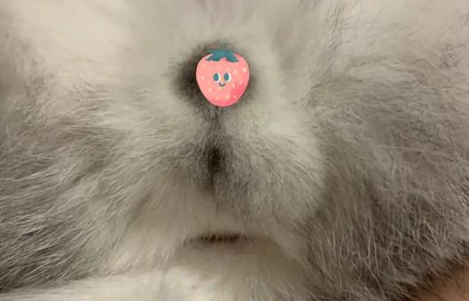 猫隐睾是不是必死-图1