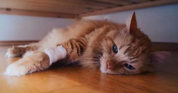 猫有狂犬病会死吗-图1