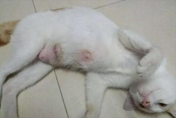 猫有几个奶点