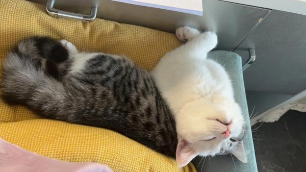 勾八猫是什么猫-图1
