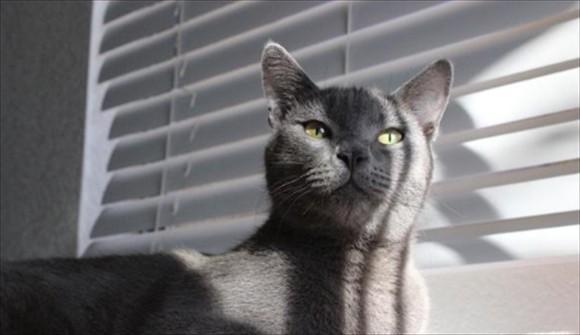 猫有自愈能力吗-图1