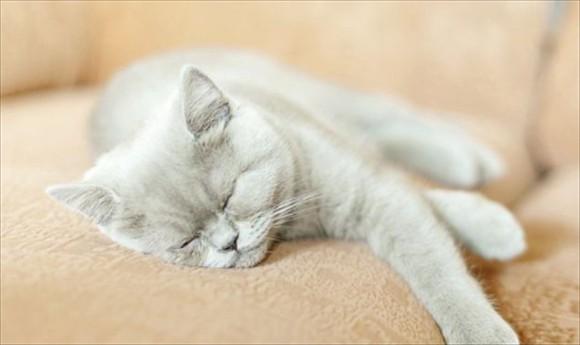 猫一天睡几个小时