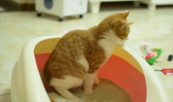 猫在门口拉屎有什么预兆-图1