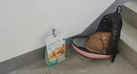 猫在楼道里丢了怎么找-图1