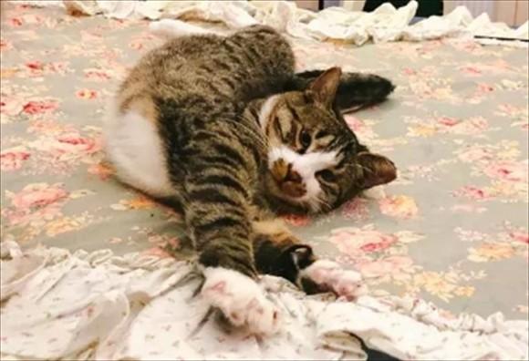 猫在家里捣乱怎么办-图1