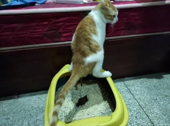 猫在家门口拉屎代表什么-图1