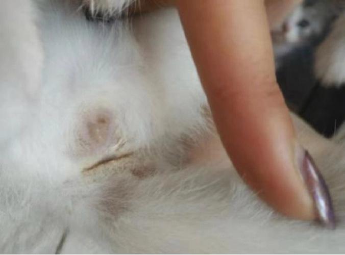 母猫尿道流脓怎么回事-图2
