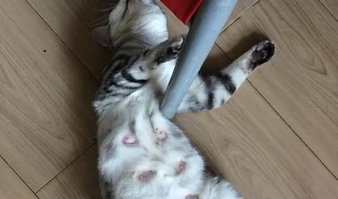 母猫闹猫第几天最严重