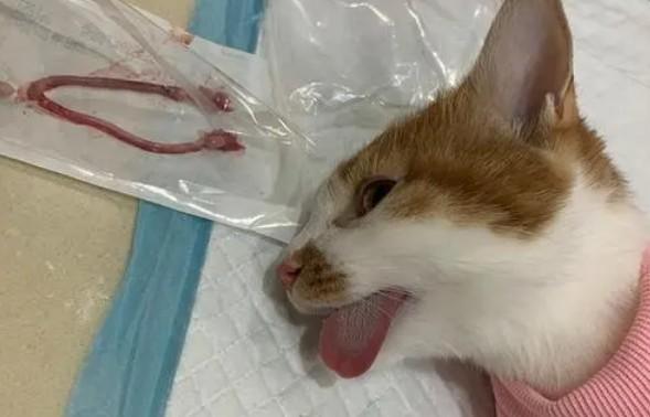 母猫能绝育吗