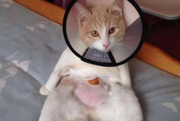 母猫会来月经吗流血吗