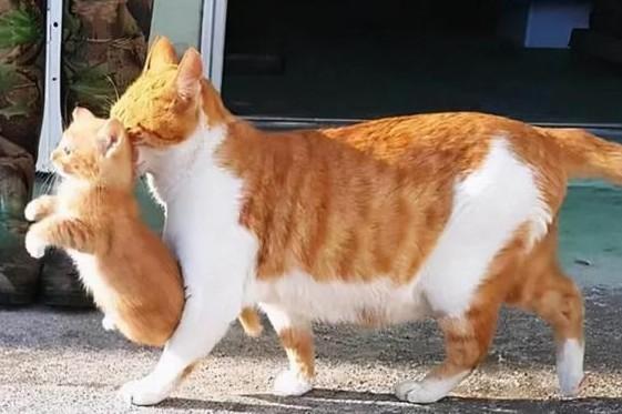 母猫能接受别的幼猫吗-图1