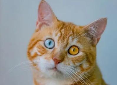 猫异瞳真的有灵性吗-1