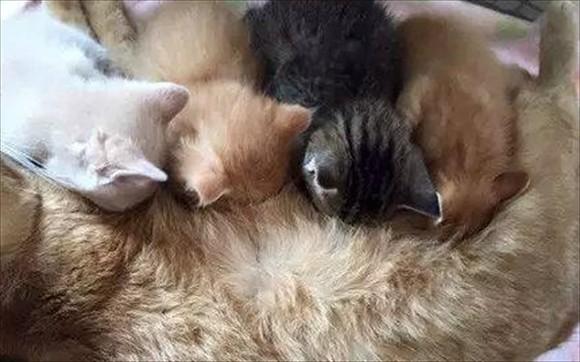 猫一胎通常生几个-图1