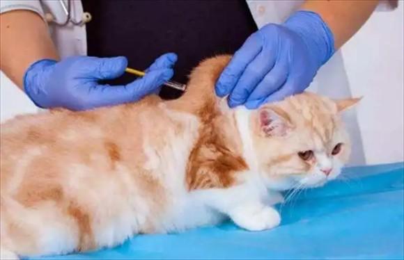 猫一生需要打几次疫苗-图1