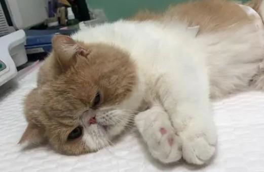 母猫会尿闭吗-图1