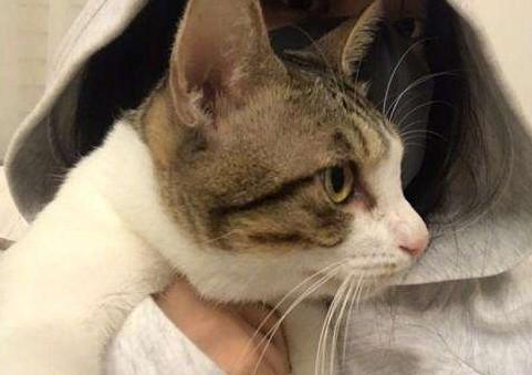 闹猫一年几次-图1