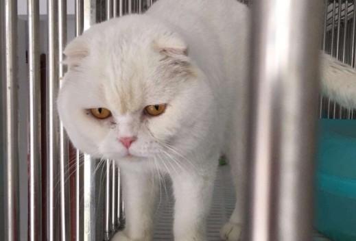 闹猫为什么叫的那么凄惨-图1