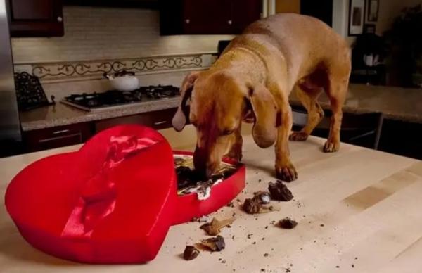犬科能不能吃巧克力-图1