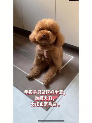 幼犬后腿软无力站不住怎么办-图1
