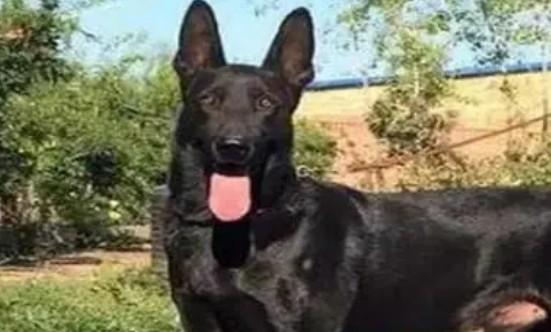 黑狼犬打它会咬主人吗-图1