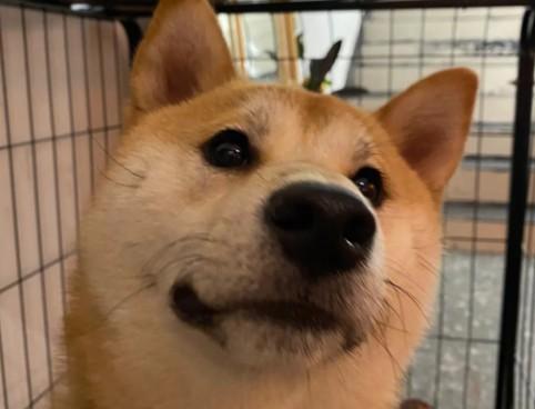 毛发顺滑狗狗